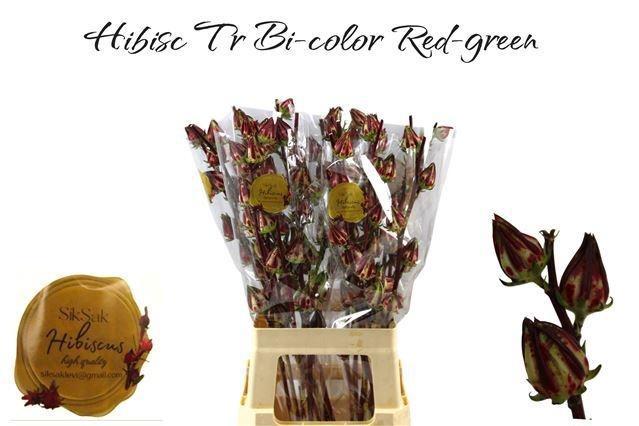 <h4>HIBIS TR BI-COLOR</h4>