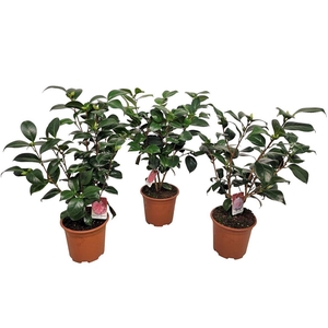 CAMELLIA JAPONICA