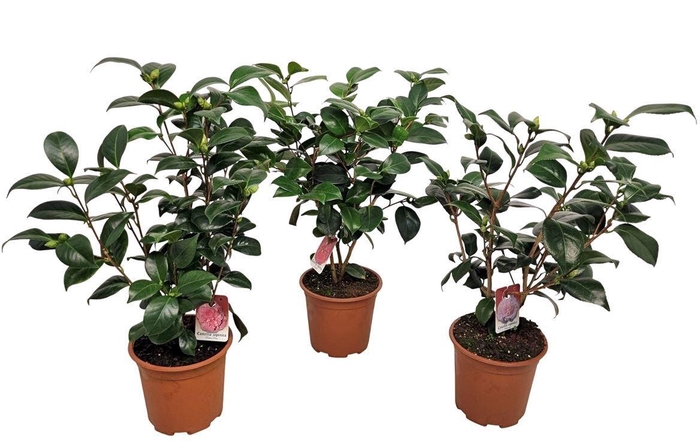 <h4>CAMELLIA JAPONICA</h4>
