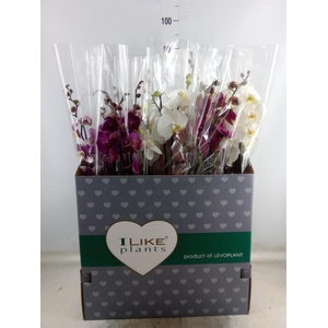 Phalaenopsis   ...mix