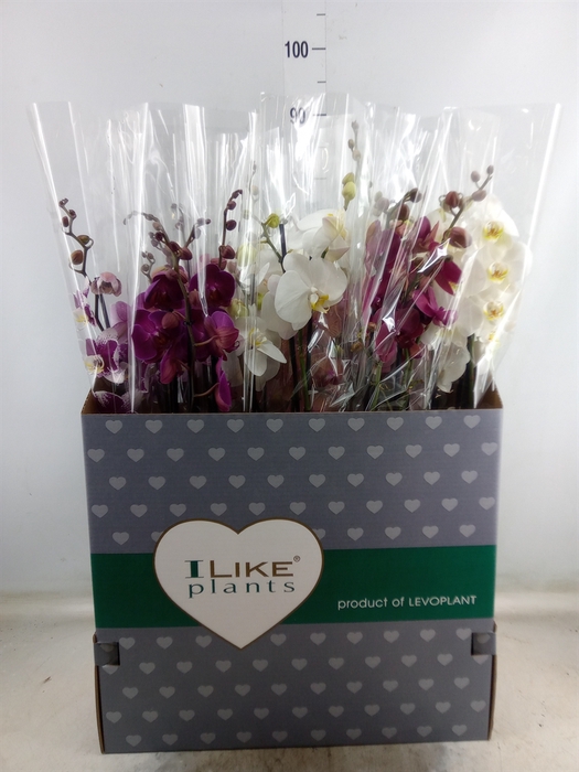 <h4>Phalaenopsis   ...mix</h4>