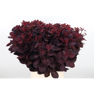 Cotinus Blad