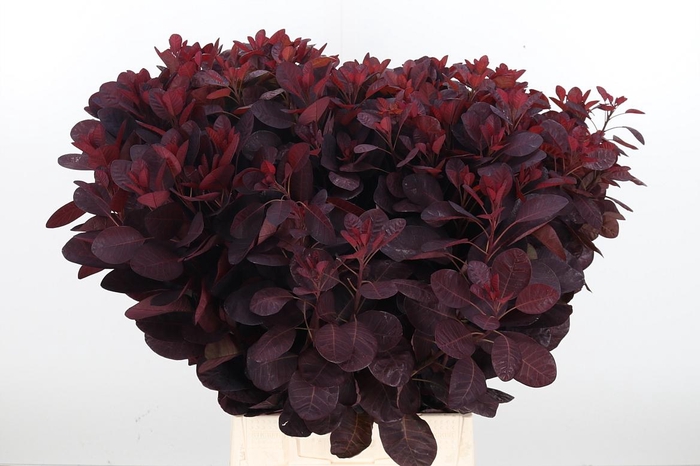 <h4>Cotinus Blad</h4>