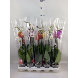 Phalaenopsis   ...mix