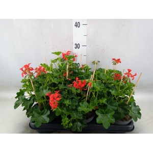 Pelargonium pelt. 'Balkon Rood'