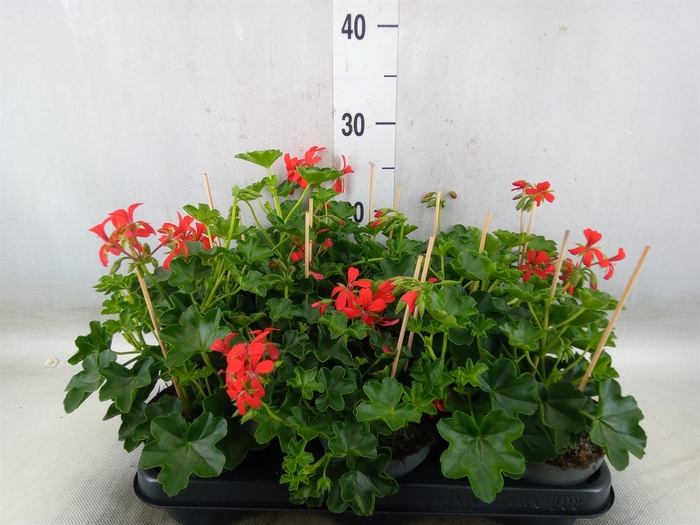 <h4>Pelargonium pelt. 'Balkon Rood'</h4>