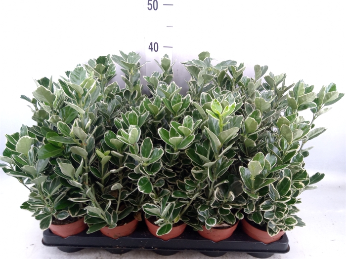 <h4>Euonymus fortunei 'Silver Queen'</h4>