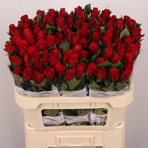 R Gr Red Torch