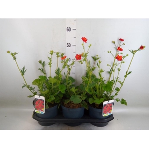 Geum chiloense 'Mrs Bradshaw'