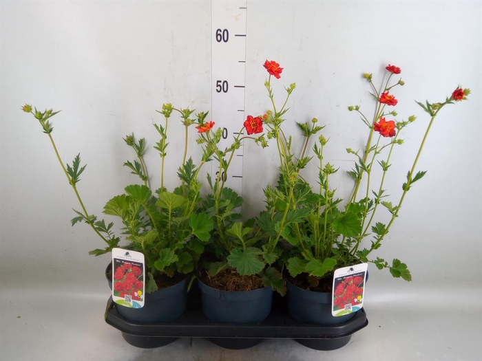 <h4>Geum chiloense 'Mrs Bradshaw'</h4>