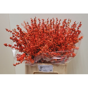 ILEX VE OUDIJ ORANGE