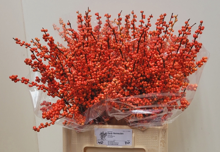 <h4>ILEX VE OUDIJ ORANGE</h4>