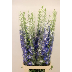 DELPH DU AURORA BLUE