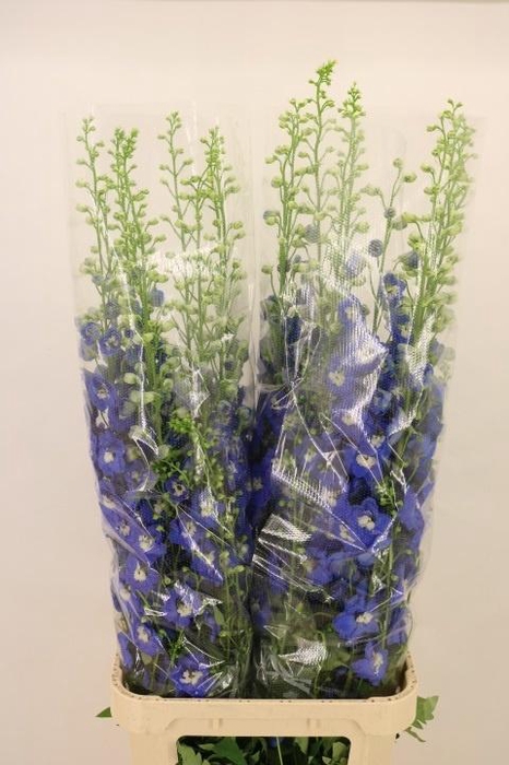 <h4>DELPH DU AURORA BLUE</h4>