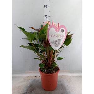 Anthurium  'Pr. Amalia Hot Lips''