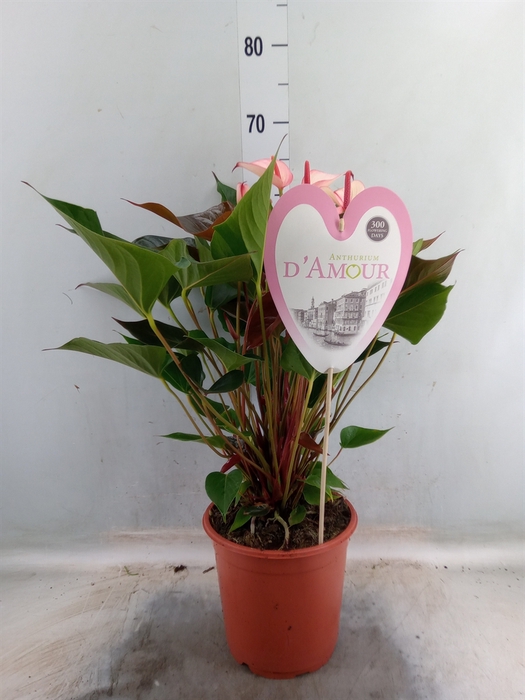 <h4>Anthurium  'Pr. Amalia Hot Lips''</h4>