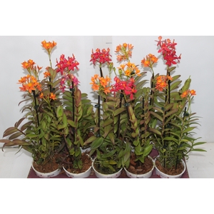 ORQUIDEA EPIDENDRUM P12