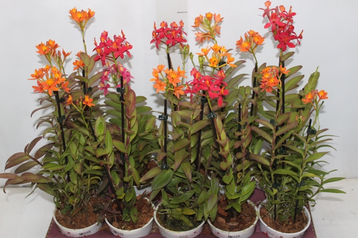 <h4>ORQUIDEA EPIDENDRUM P12</h4>