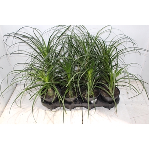 BEAUCARNEA P15