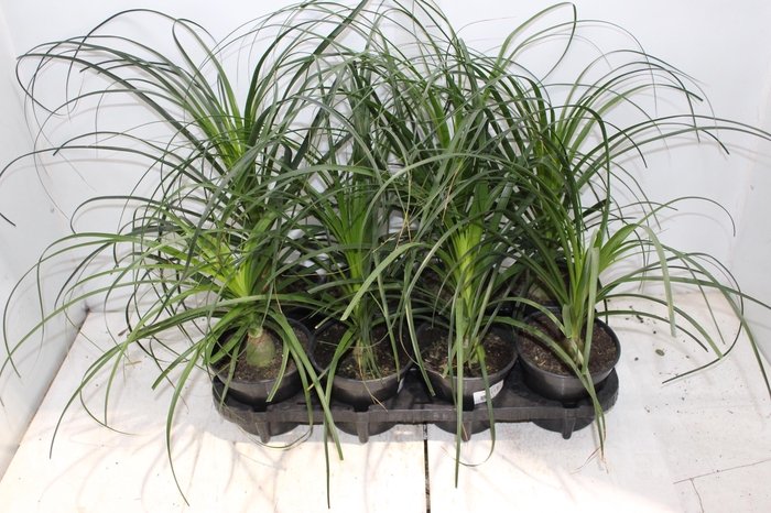 <h4>BEAUCARNEA P15</h4>