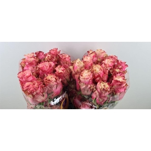 R Gr Wild Esperance Ll