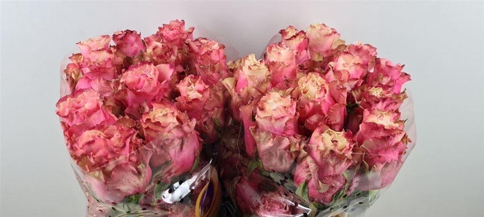 <h4>R Gr Wild Esperance Ll</h4>