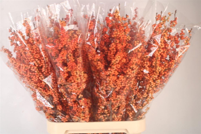 <h4>Ilex Mag Daydream</h4>