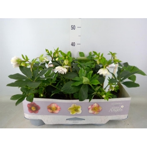 Helleborus ori. 'Verboom Cinderel'