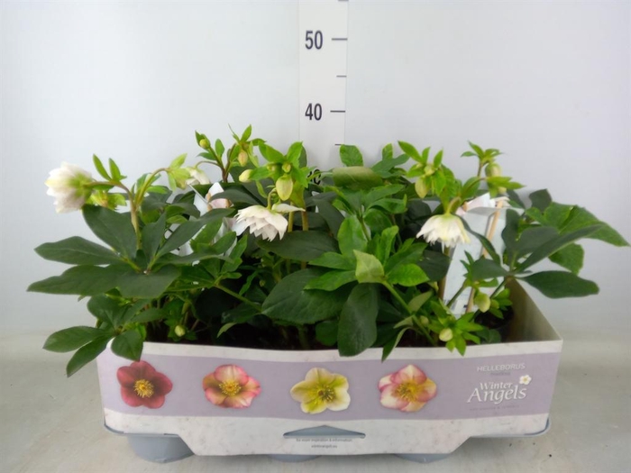 <h4>Helleborus ori. 'Verboom Cinderel'</h4>
