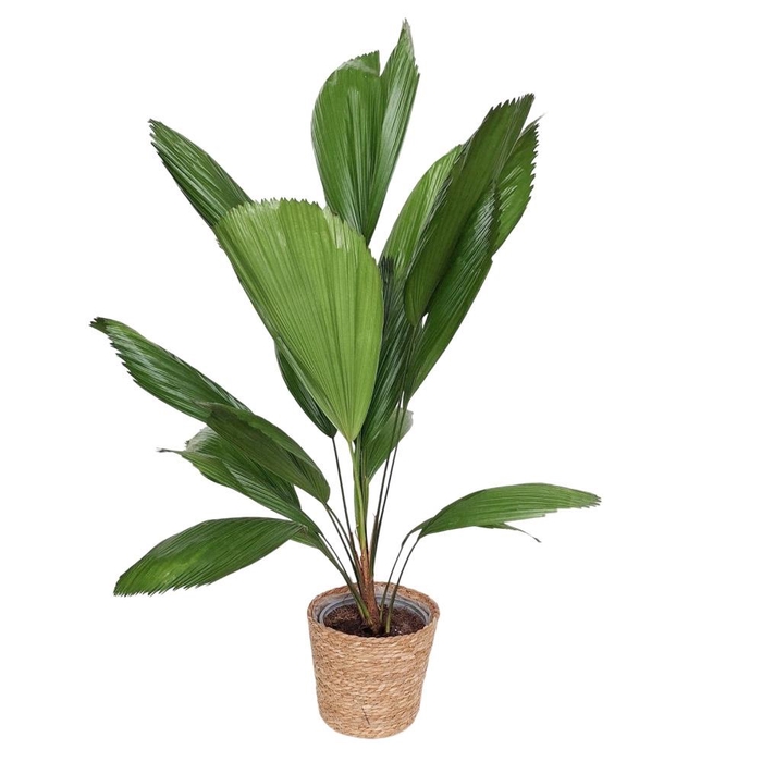 <h4>Licuala Grandis in Kandy mand</h4>