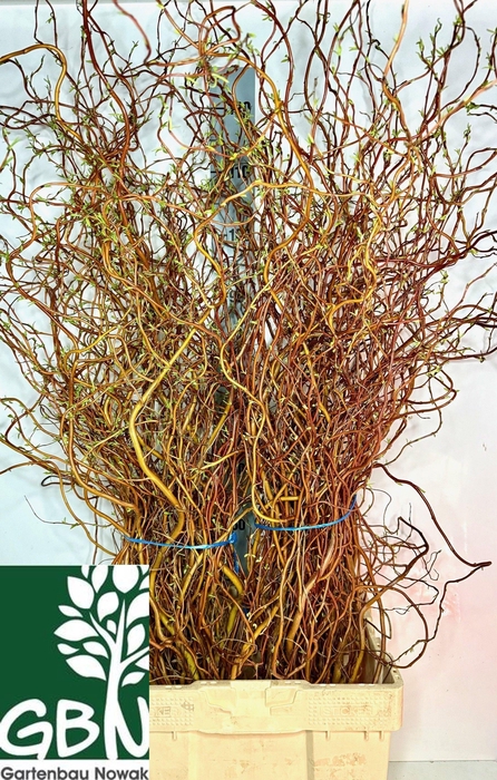 <h4>Salix Ov Bs</h4>