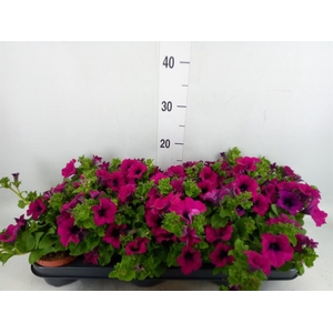 Petunia  'Sunpleasure Purple'