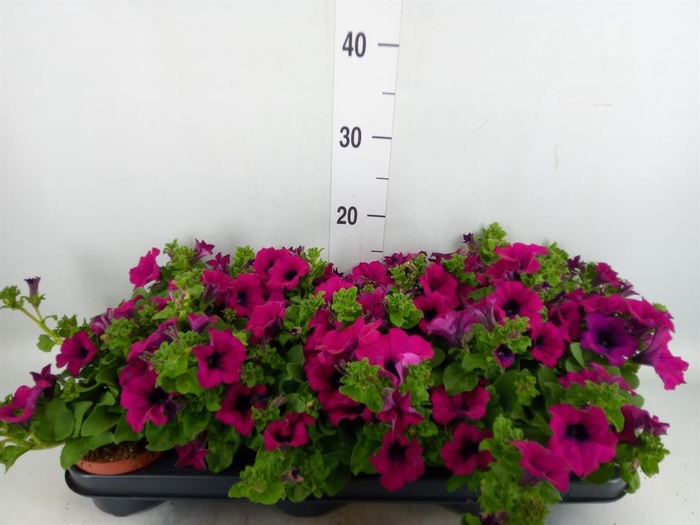 <h4>Petunia 'Sunpleasure Purple'</h4>