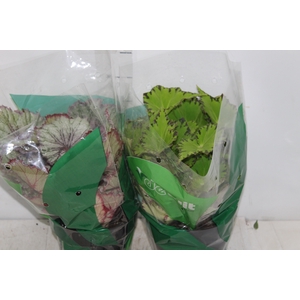 BEGONIA REX P17 PO