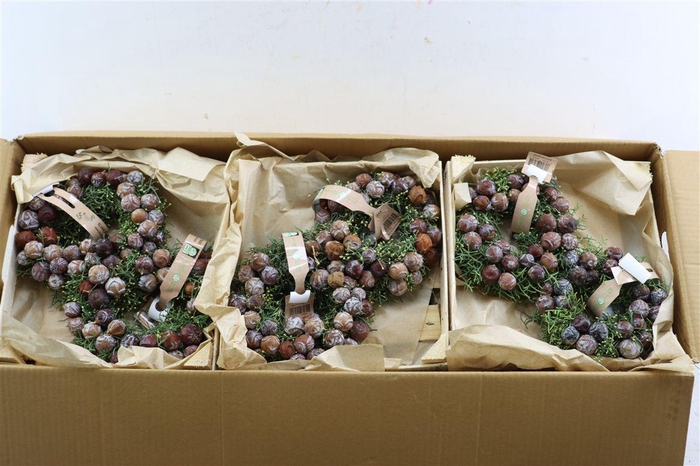 <h4>Wr Cypresse Cone 20cm</h4>