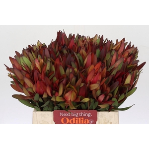 Leucadendron Safari Sunset
