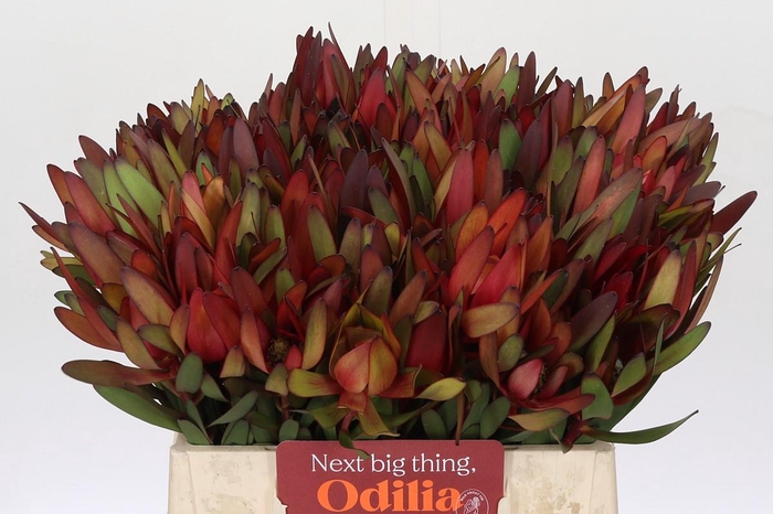<h4>Leucadendron Safari Sunset</h4>