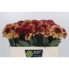 Dahlia Creme de Cognac