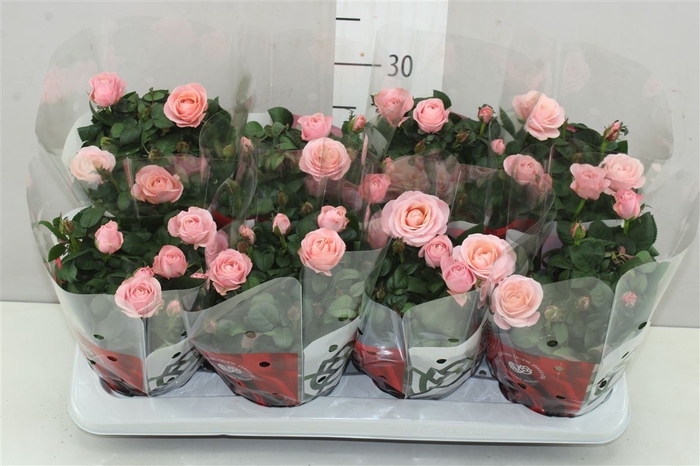 <h4>Rosa Infinity Roze</h4>