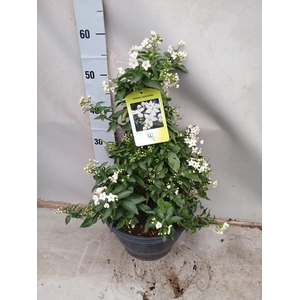 SOLANUM JASMINOIDES