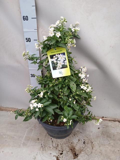 <h4>SOLANUM JASMINOIDES</h4>