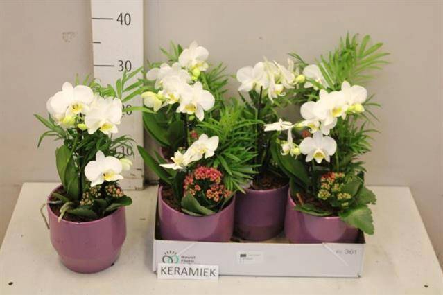 <h4>ARR KAMERPL BLOEI</h4>