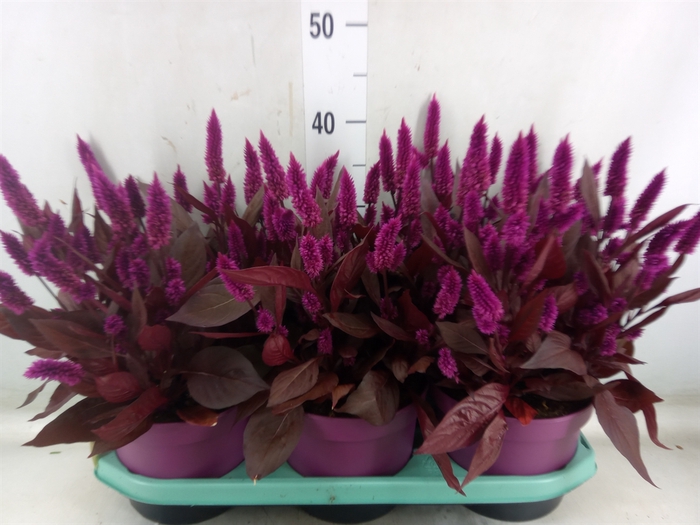 <h4>Celosia arg. SP 'Mystic Shades'</h4>