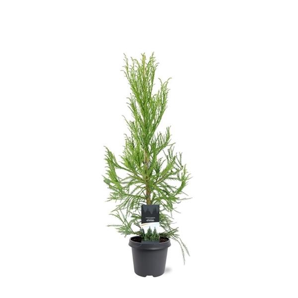 <h4>Cryptomeria japonica 'Kitayama'</h4>