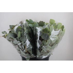 Euca Populus Short 150gr P Bunch