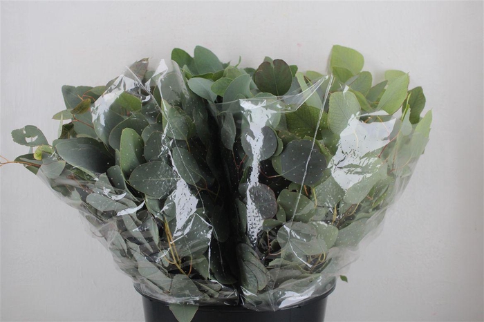 <h4>Euca Populus Short 150gr P Bunch</h4>