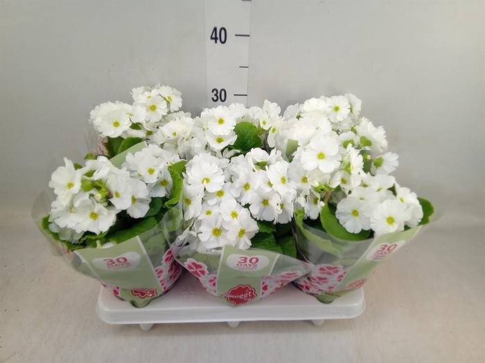 <h4>Primula obcon. 'Touch Me White'</h4>