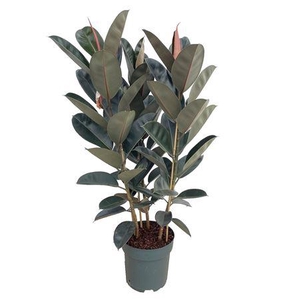 Ficus Mandela Toef (bark)
