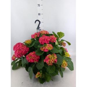 Hydrangea mac. 'Hi Fire'