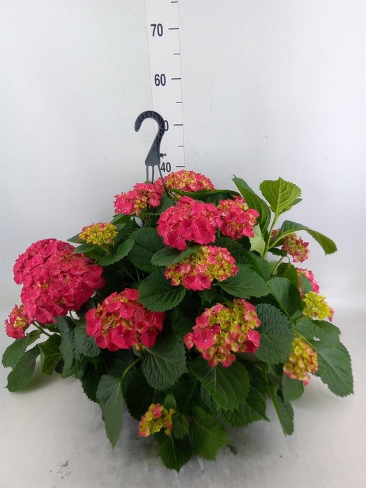 <h4>Hydrangea mac. 'Hi Fire'</h4>